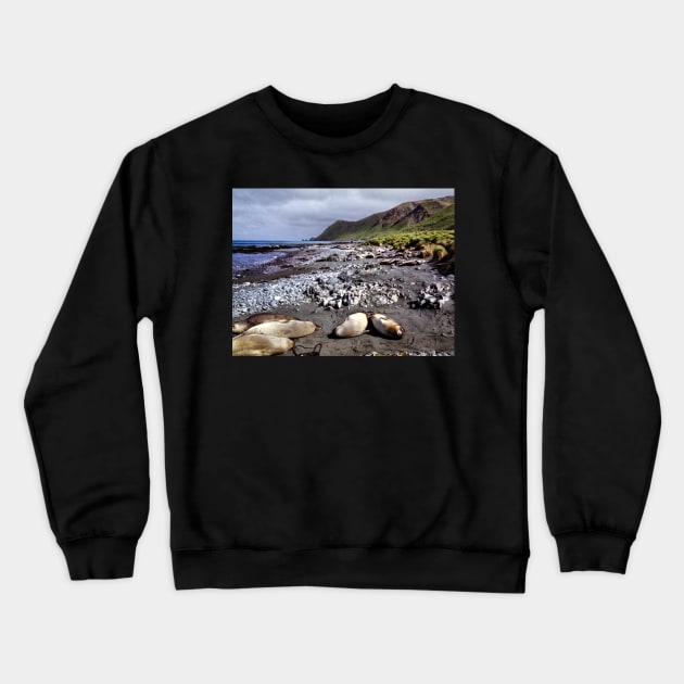 Southern Elephant Seals, Macquarie Island Crewneck Sweatshirt by Carole-Anne